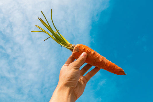 Ingredient highlight: Carrot
