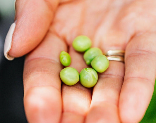 Ingredient highlight: Pea protein - Gingerful