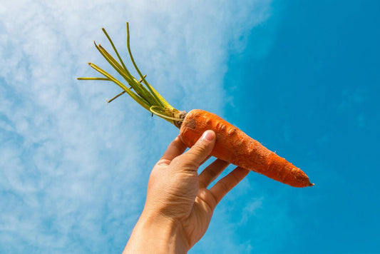 Ingredient highlight: Carrot - Gingerful